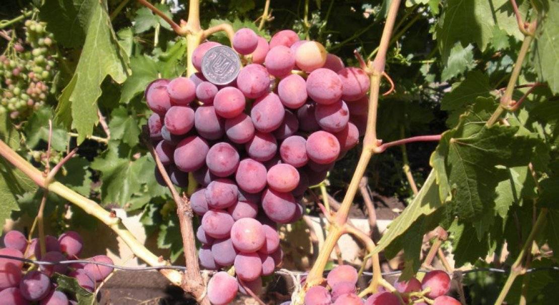 Виноград «заря несветая»: характеристика сорта, особенности, достоинства и недостатки