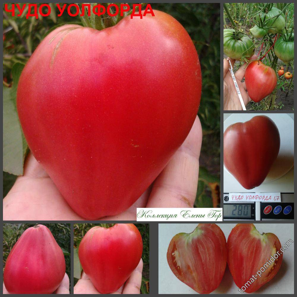 Описание сердцевидного томата Чудо Уолфорда и особенности выращивания