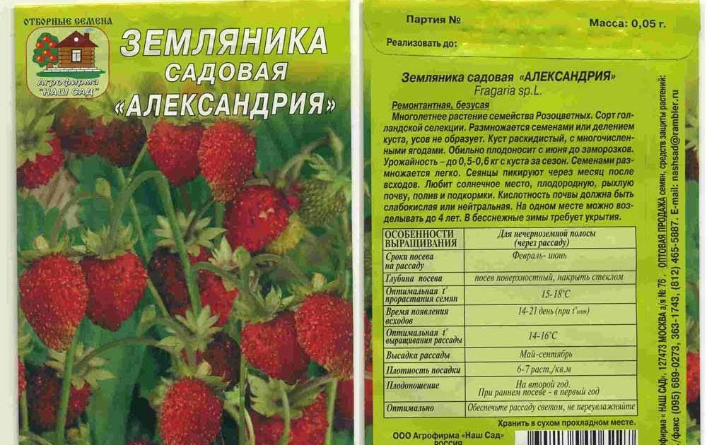 Земляника руяна: описание сорта, фото и отзывы
