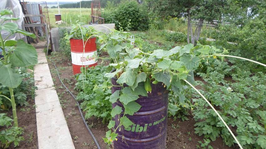 Огурцы в бочке: выращивание пошагово с фото и видео — как сажать в бочку огурцы — про огород