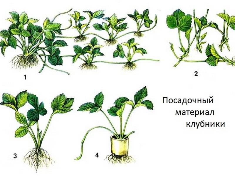 Как лучше хранить усы клубники до посадки, правила и лучшие способы