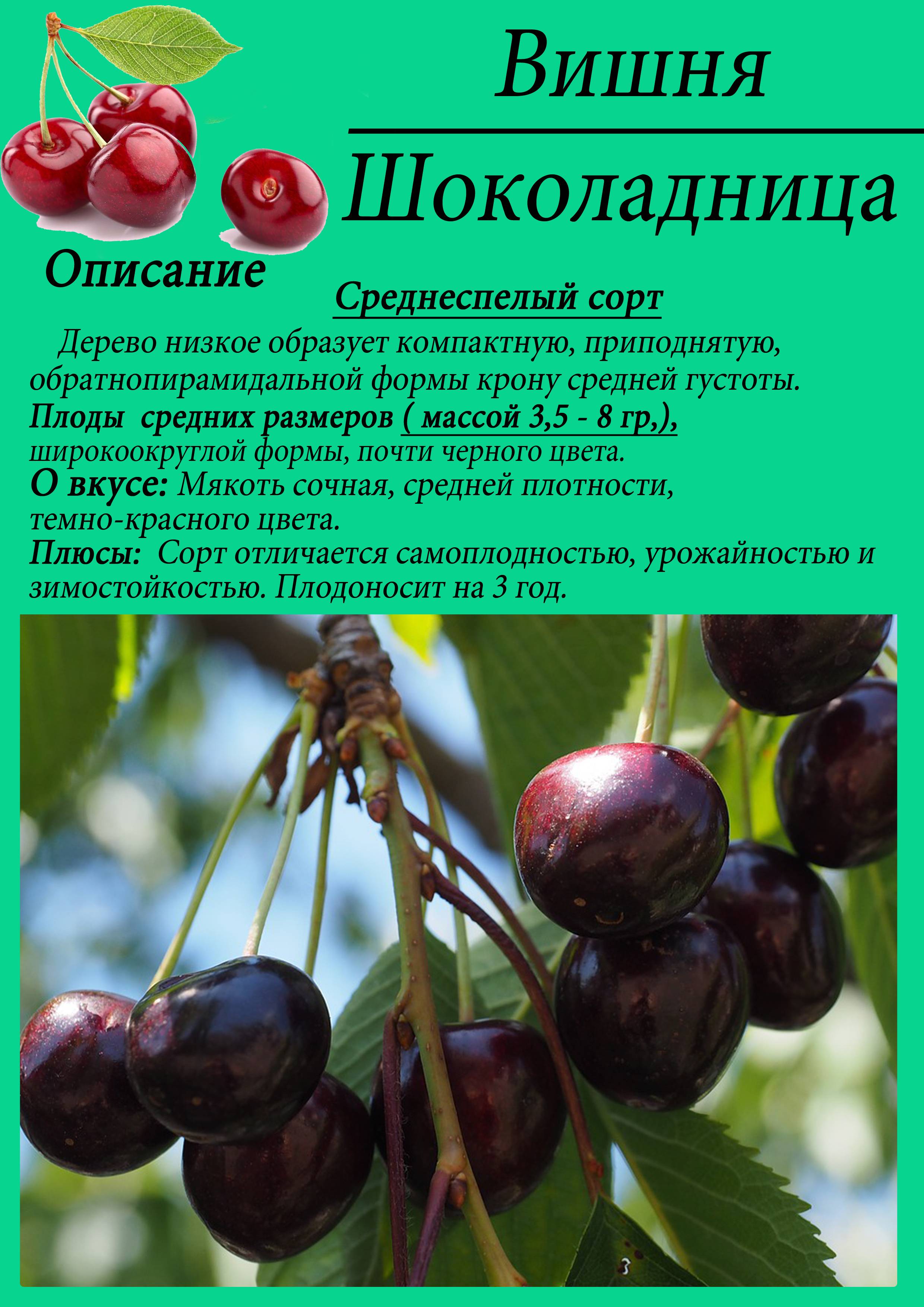 Магалебская вишня (антипка): описание вида и уход