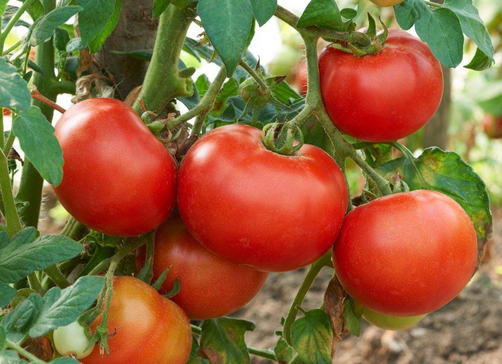 64 лучших сорта томатов на 2020 год: рейтинг с отзывами и фото