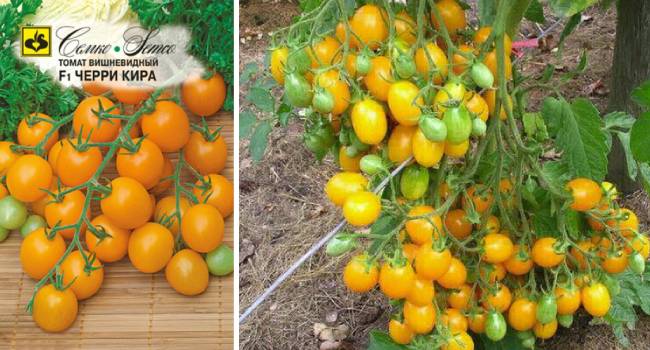 Особенности выращивания помидоров черри: 20 лучших сортов с фото