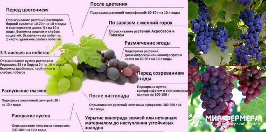 Подкормка вишни: чем подкормить после сбора урожая, во время созревания