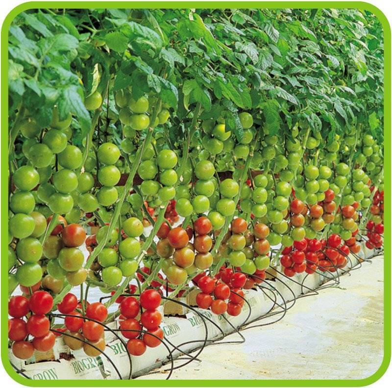 Помидоры на гидропонике: состав раствора, система своими руками для дома, сорт томатов черри