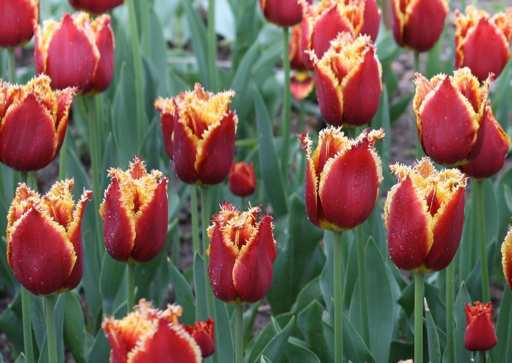 Самые красивые сорта тюльпанов: описание и фото