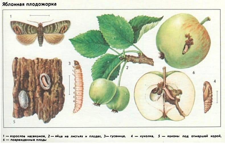 Четыре надежных способа борьбы с яблонной плодожоркой