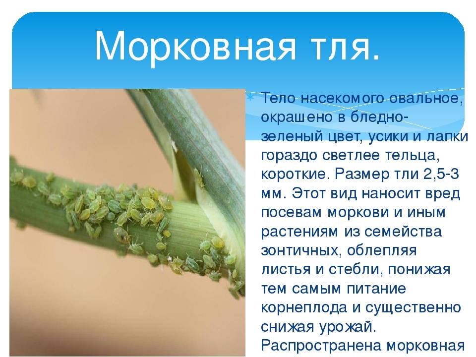 Ожог бактериальный моркови | справочник пестициды.ru