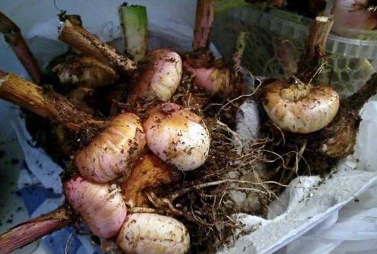 Можно ли хранить гладиолусы в холодильнике, как правильно, когда доставать луковицы после зимнего хранения: ответы на вопросы