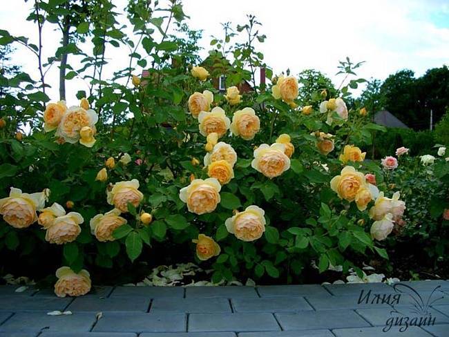 Чайно-гибридный сорт роз глория дей: как посадить, что делать, если не цветет