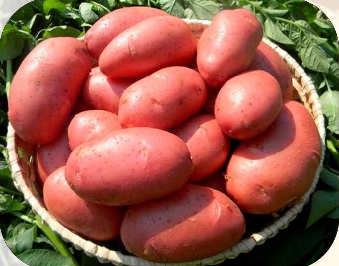 Урожайный и неприхотливый сорт картофеля лабелла: описание и фото, нюансы выращивания