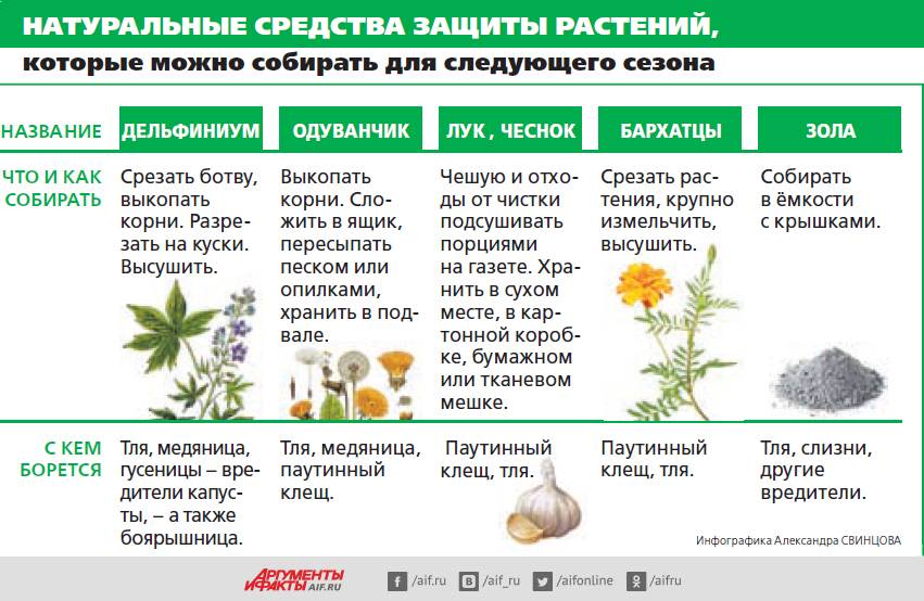 Как бороться с коварной грушевой и яблонной медяницей