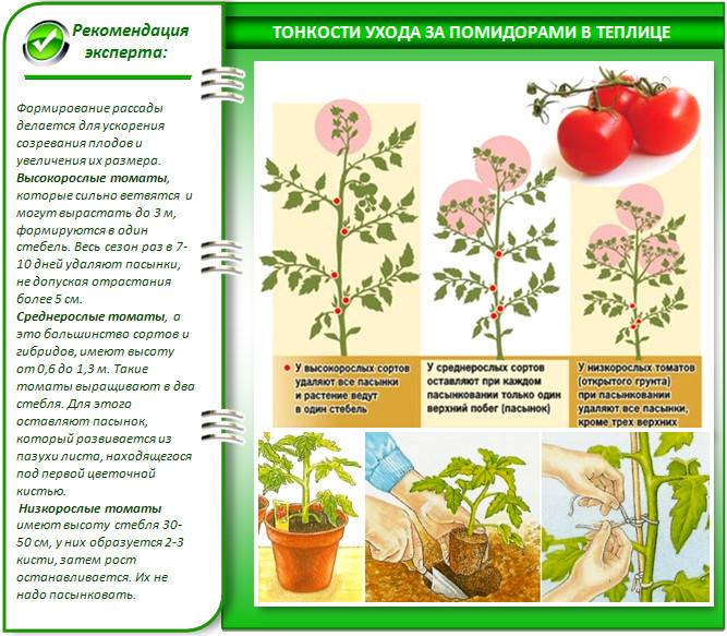 Выращивание и уход за томатами в теплице от посадки до урожая