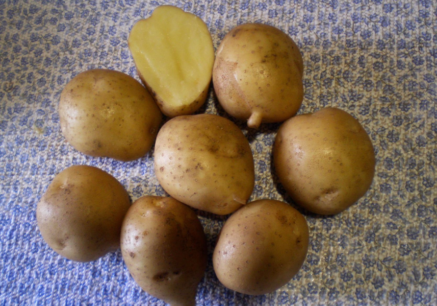 Сорт картофеля ранний характеристика отзывы. Сорт картофеля Каратоп. Картофель семенной Каратоп. Гала Каратоп картофель Каратоп.