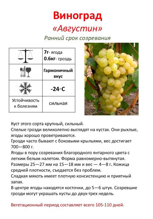 Сорт винограда бианка: что нужно знать о нем, описание сорта, отзывы