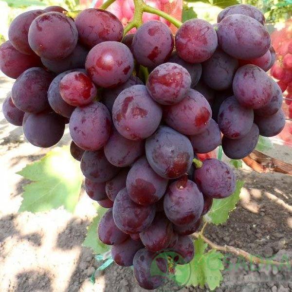 Описание сорта, отзывы и правила выращивания винограда заря несветая