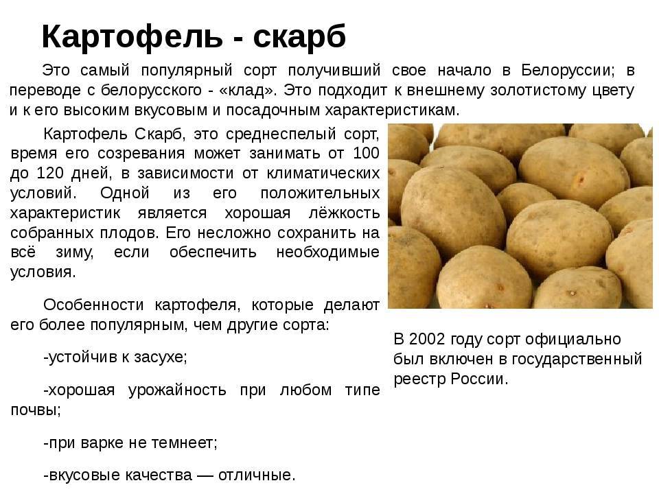 Сорта картофеля из белоруссии: описание, фото и преимущества лучших новых и уже известных видов картошки этой селекции, как разваристых, так и подходящих для жарки