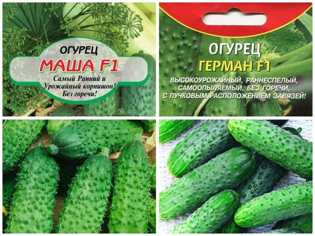 Сорта ранних огурцов: 20 лучших самоопыляемых гибридов для теплицы