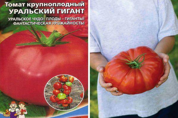Томат сорт гигант (45 фото) — описание, выращивание, отзывы