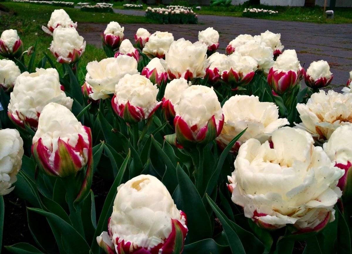Тюльпаны: все про сорта, посадку и выращивание