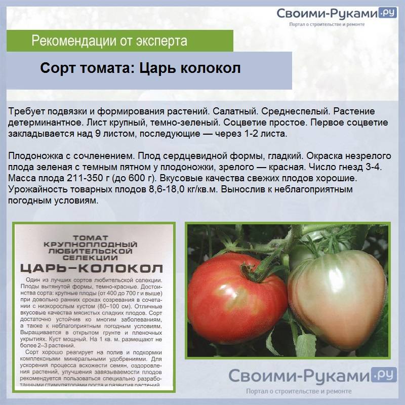 Оценка ранним сортам помидор. ультраранний малыш. челнок.: группа органическое земледелие