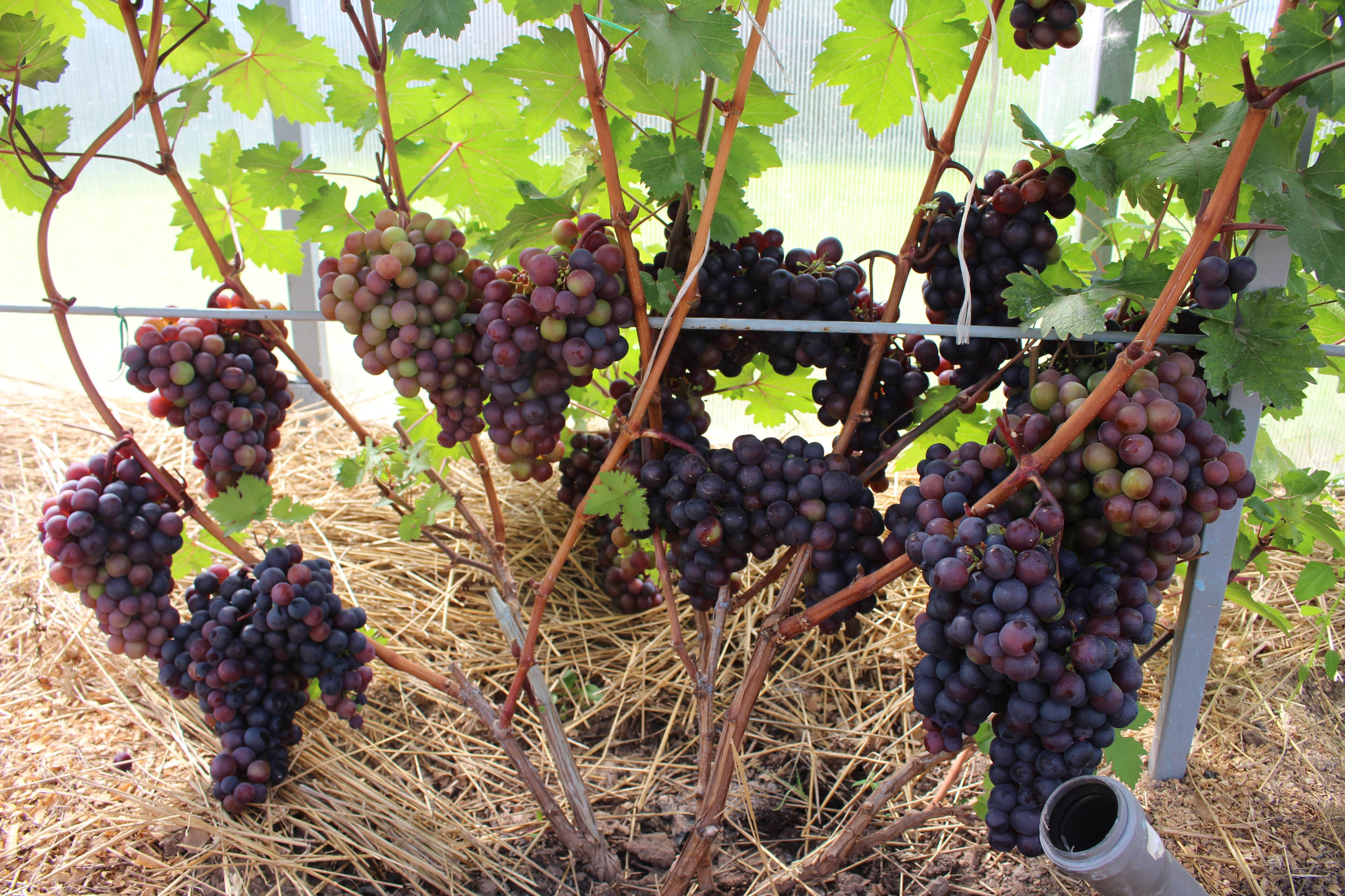 Виноград валек: описание сорта, отзывы садоводов и фото