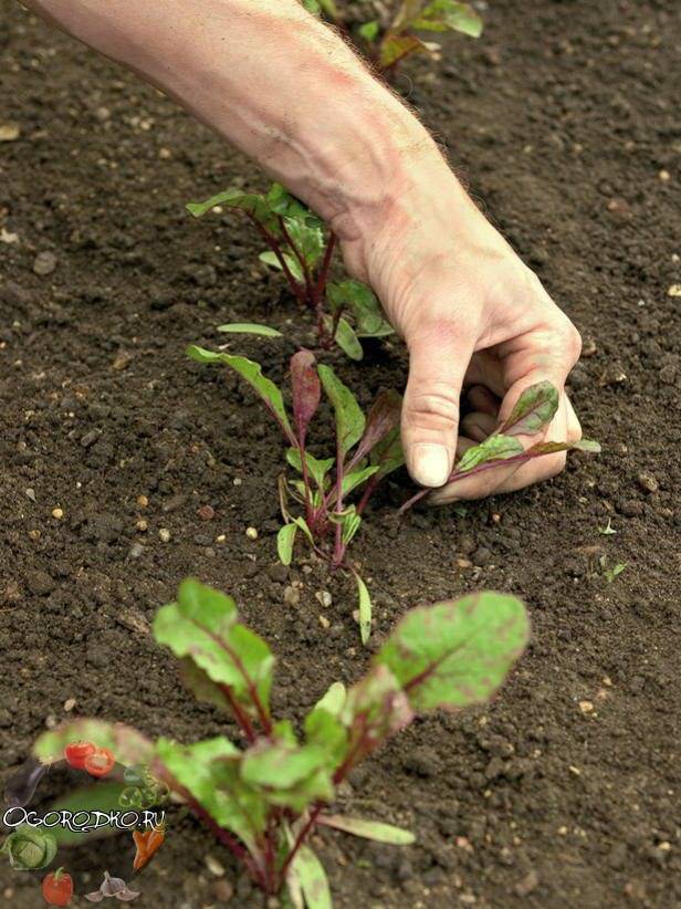 Выращивание свеклы в открытом грунте — секреты посадки, ухода — как сажать свеклу семенами в открытом грунте чтобы не прореживать — про огород