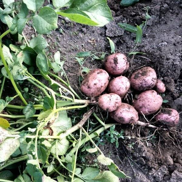 Когда можно копать молодую картошку после цветения на еду и хранение, сроки уборки