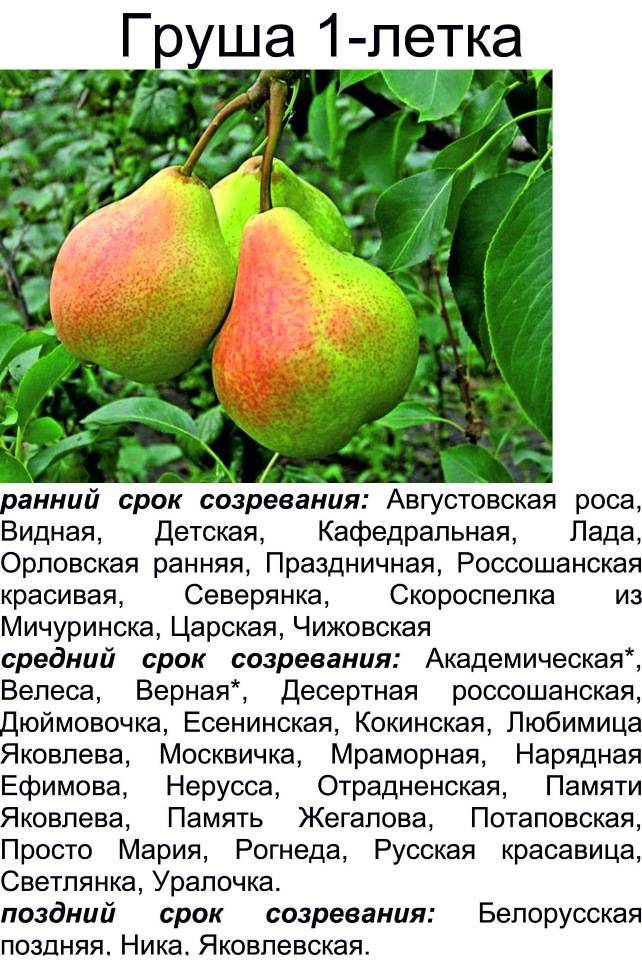 Описание сортов груш для средней полосы россии: фото, посадка