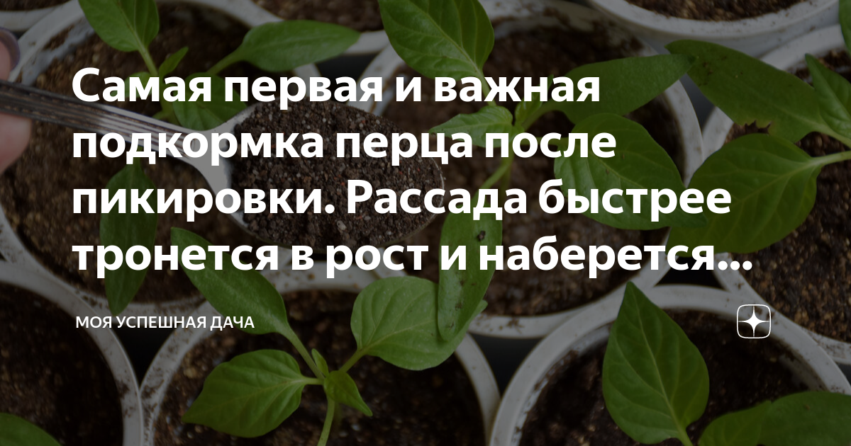 Пикировка перца. Удобрять перец после пикировки. Первая подкормка рассады перца. Что такое настоящие листочки у рассады.