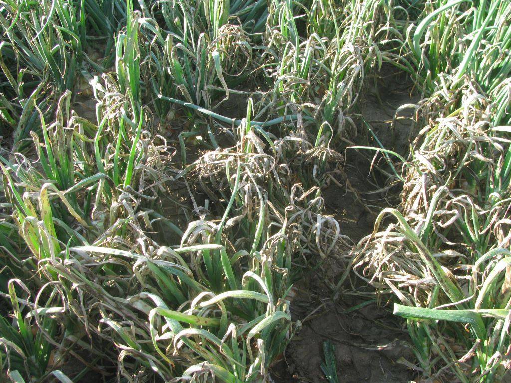 Симптомы и лечение гриппа – как быстрее вылечить грипп и простуду