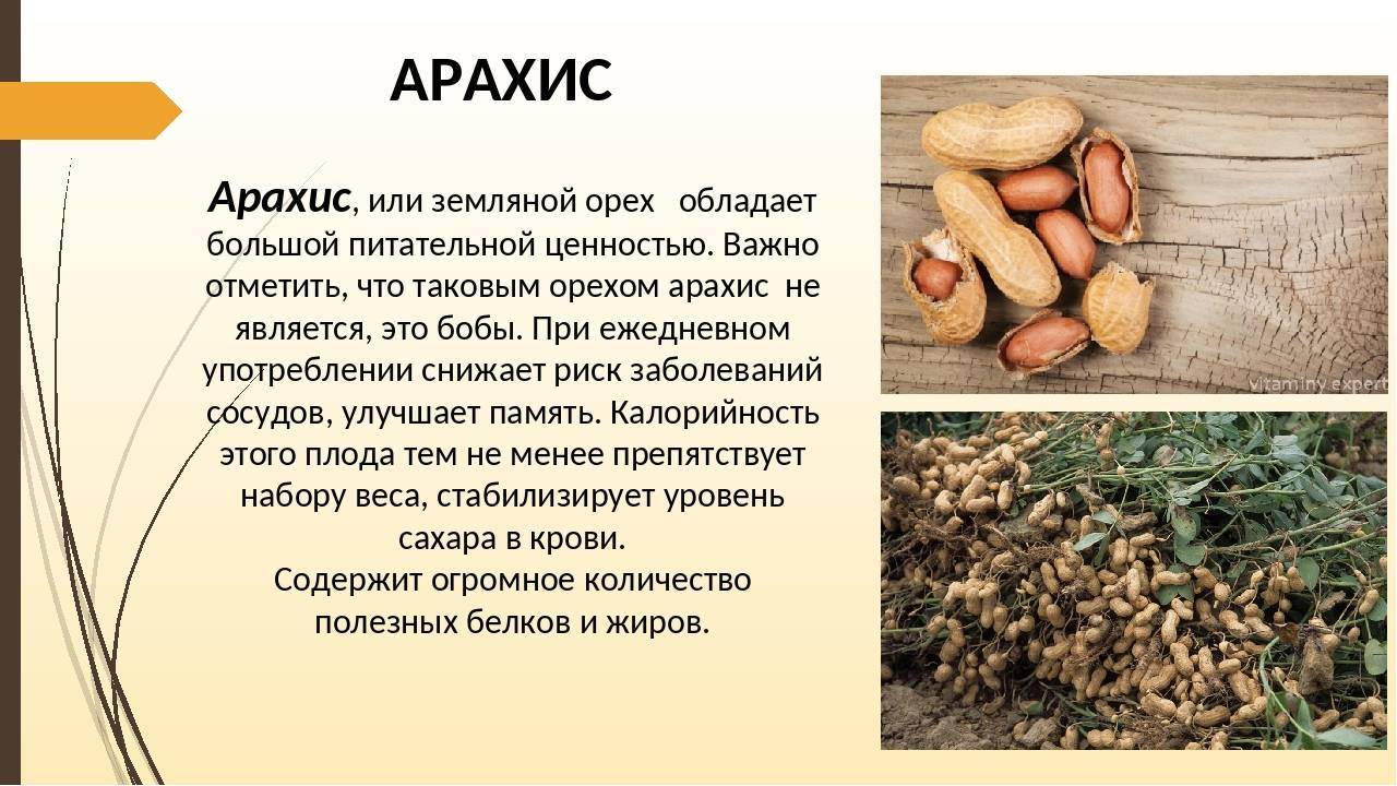Вред и польза арахиса: состав и свойства, витамины, противопоказания для организма