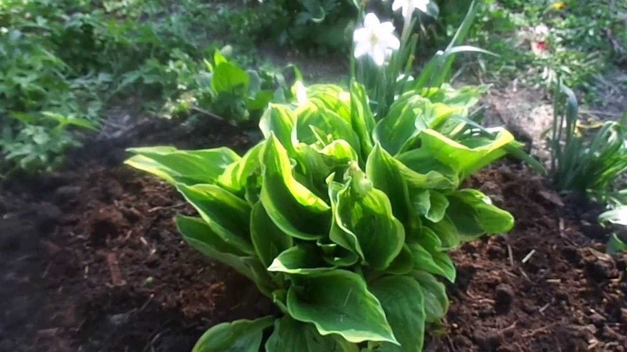 Хоста — посадка, уход и выращивание в открытом грунте
