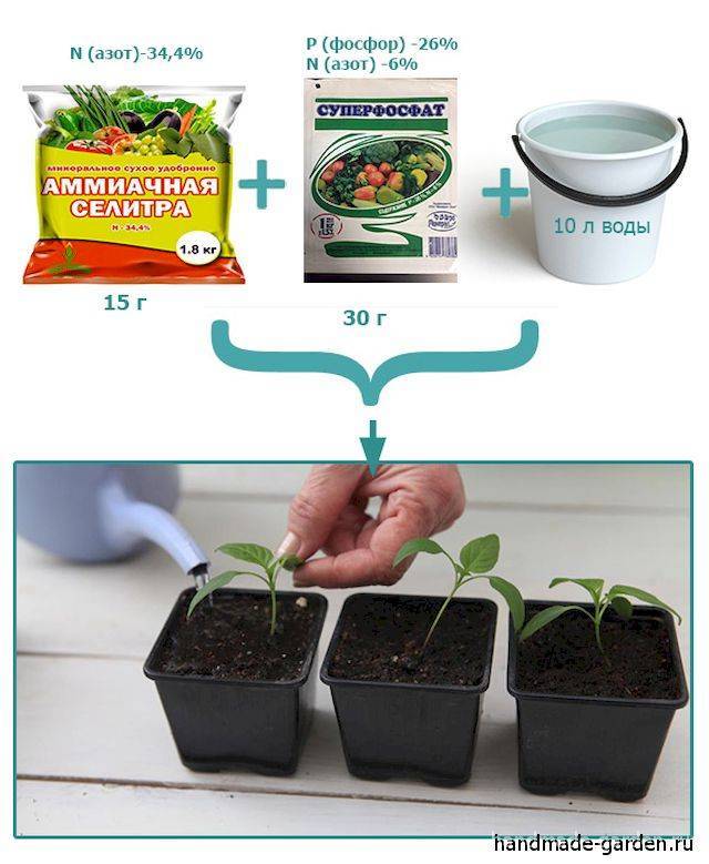 Чем подкормить рассаду помидоров до и после пикировки в домашних условиях, чтобы она была крепкой — когда подкормить рассаду помидоров после пикировки — про огород