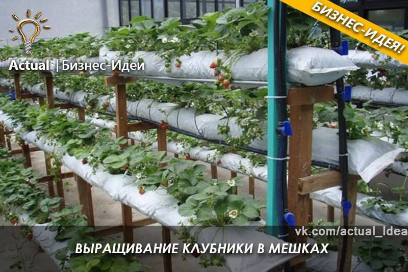 Как выращивать клубнику в теплице
