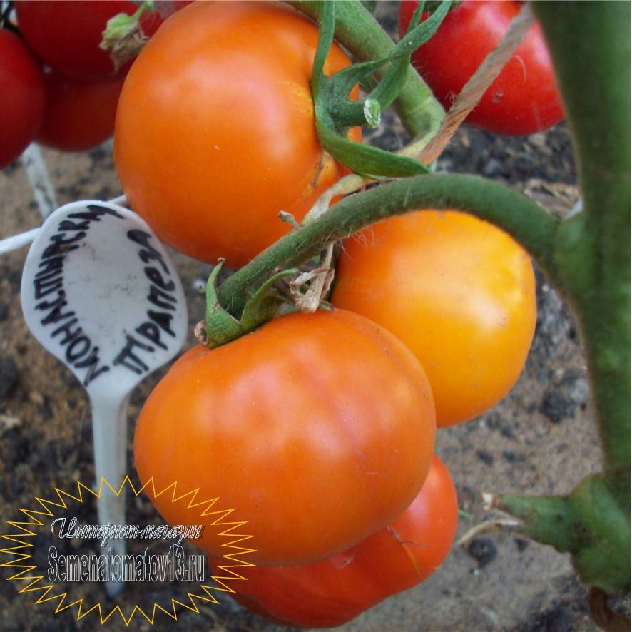 Сорт томатов «монастырская трапеза»: отзывы, фото, урожайность
