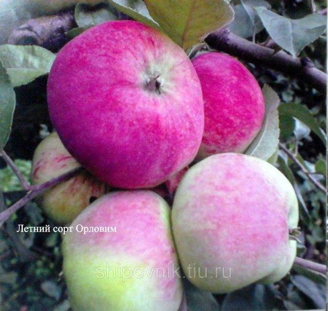 Яблоня розовый налив: описание, фото, отзывы﻿