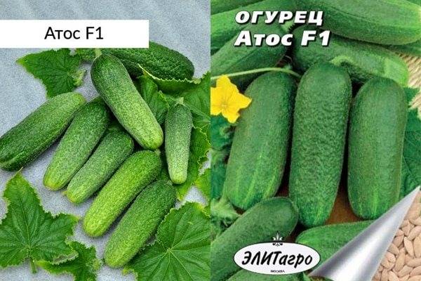 Огурцы атос фото и описание