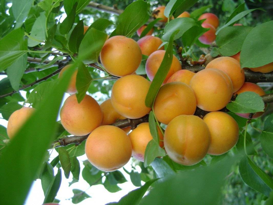 Описание абрикоса сорта Погремок, правила посадки и ухода