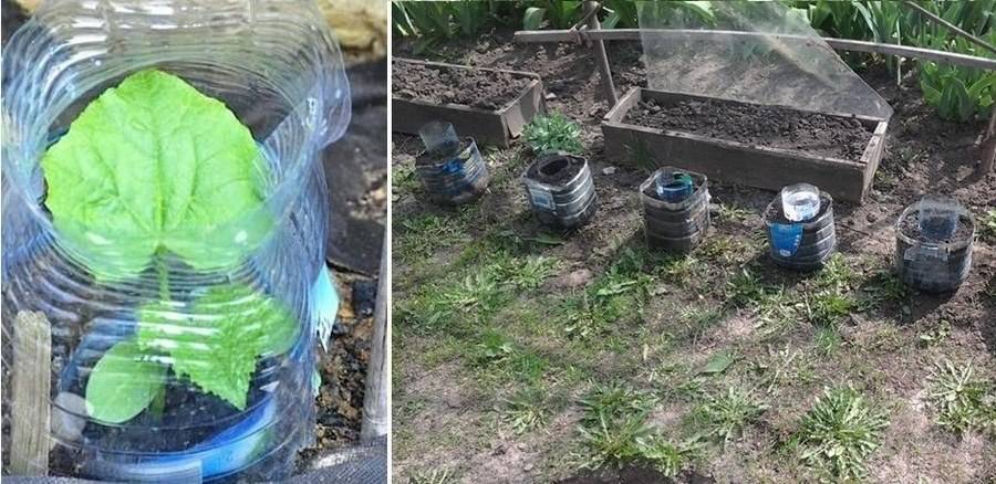 Как правильно посадить и выращивать огурцы в 5-литровых бутылках
