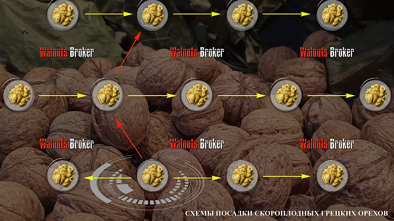 Грецкий орех идеал: характеристики и описание сорта, отзывы, фото, урожайность