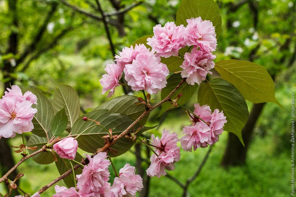 Вишня сакура: описание мелкопильчатого дерева, правила посадки и лучшие сорта