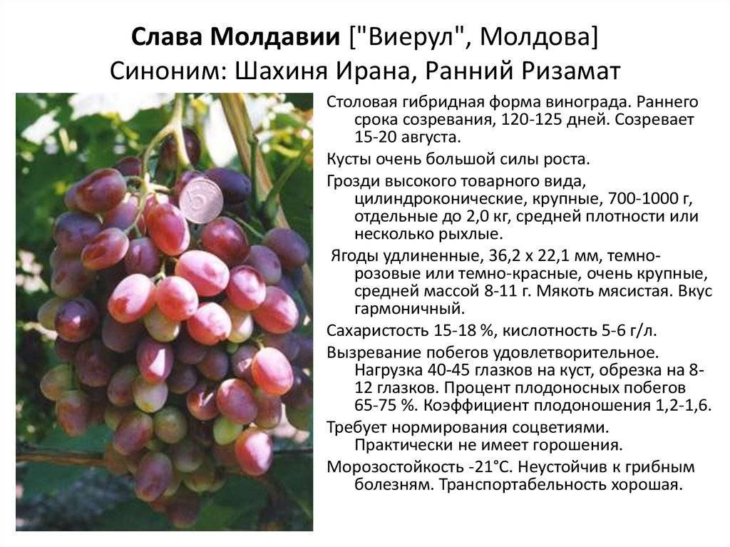 Описание и характеристики сорта винограда «столетие»