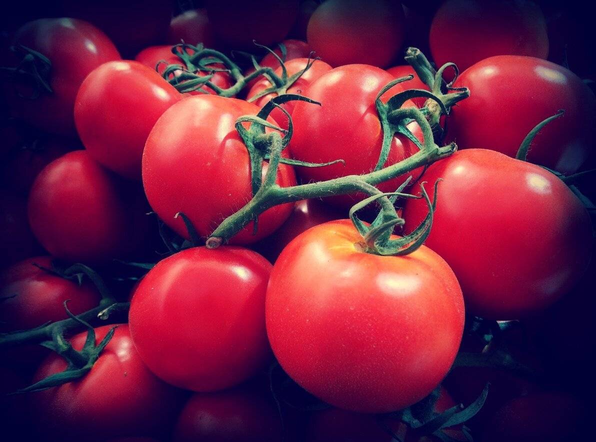 Томат анюта: характеристика и описание сорта, фото помидоров и отзывы дачников о полученном урожае