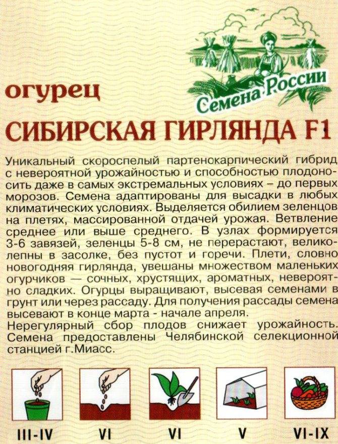Огурец сибирская гирлянда f1: отзывы, фото, описание сорта. огурец сибирская гирлянда f1: характеристики и секреты выращивания