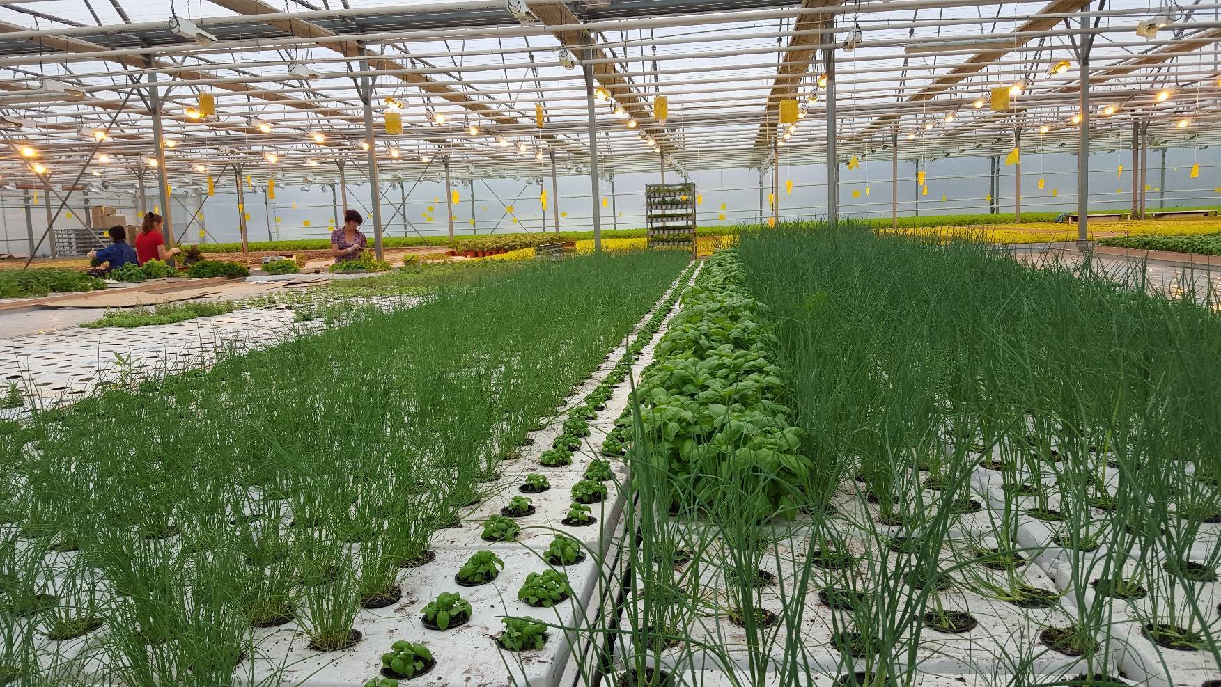 Выращивание петрушки в теплице как бизнес: секреты, лучшие сорта, нюансы посева