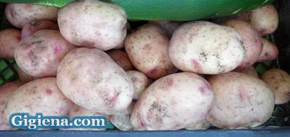 Картофель снегирь: описание и характеристика сорта, вкусовые качества, выращивание и уход, фото