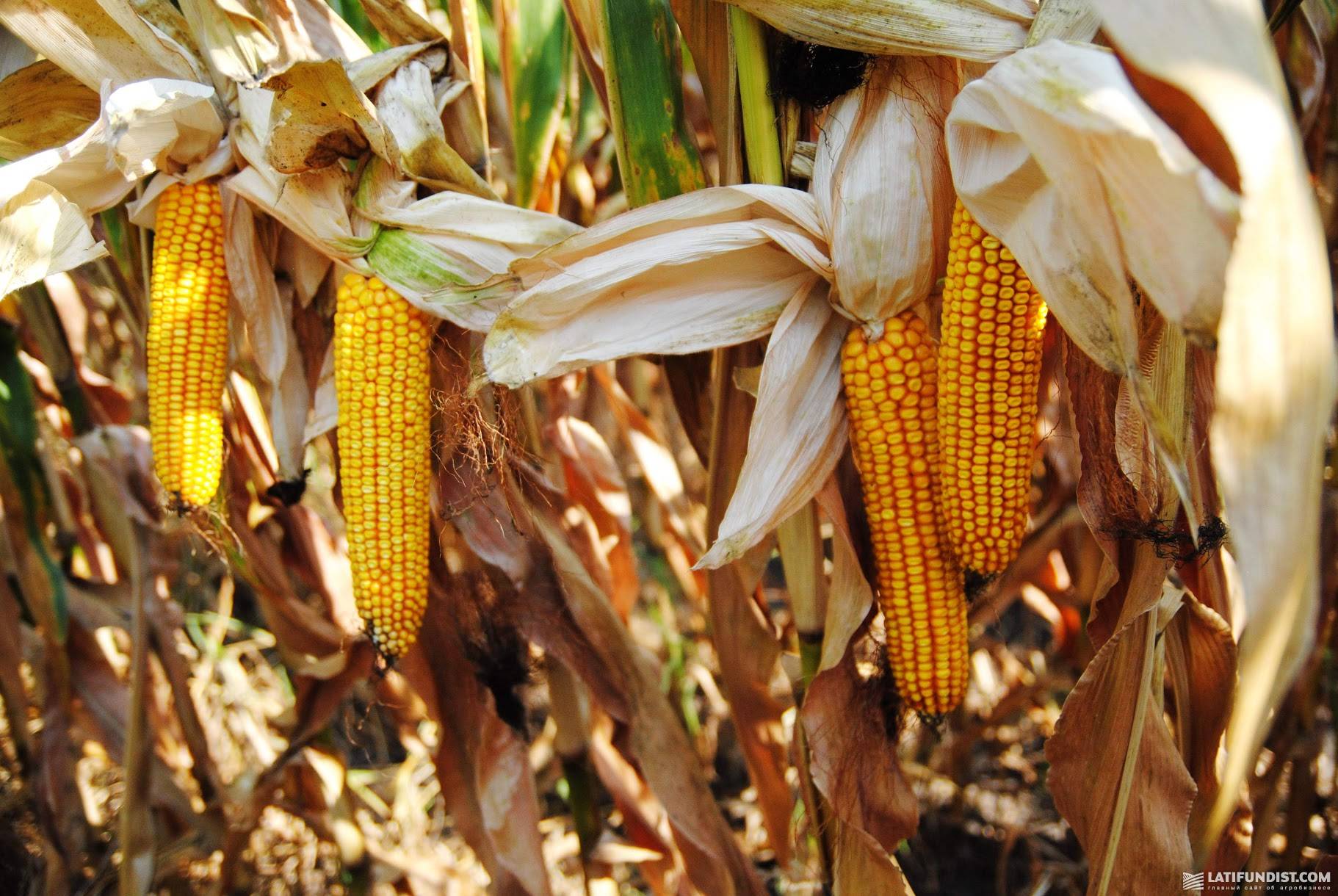 Урожайность кукурузы с 1 га: средний показатель, формула расчета, факторы, влияющие на итог, урожайность разных сортов и гибридов