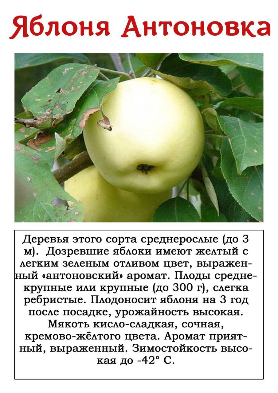 Зимняя яблоня мутсу: описание сорта